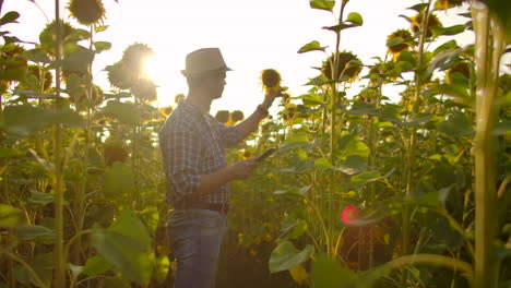 A-farmer-in-a-straw-hat-and-plaid-shirt-is-walking-on-a-field-with-a-lot-of-big-sunflowers-in-summer-day-and-writes-its-properties-to-his-ipad-for-his-scientific-work.